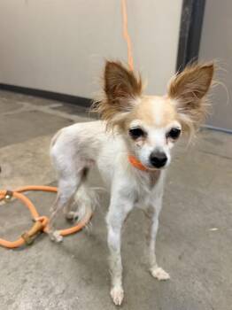 DIEGO -  Chihuahua Dog for Adoption in Ontario, California - DIEGO | PetCurious