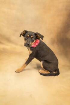 Hashbrown -  Shepherd and Mixed Breed Dog for Adoption in Seagoville, Texas - Hashbrown | PetCurious