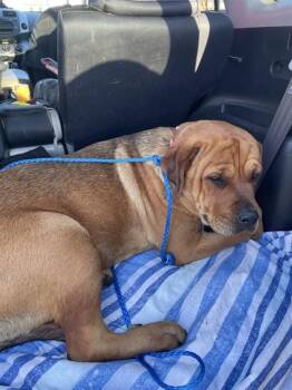 Rottweiler and Mixed Breed Dogs Available for Adoption - BABBETTE | PetCurious