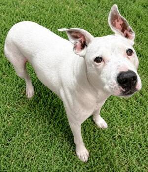 Roxie -  Pit Bull Terrier and Mixed Breed Dog for Adoption in Bowling Green, Kentucky - Roxie | PetCurious