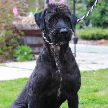 Poodle Dogs Available for Adoption in Stormville, New York - CT Max | PetCurious