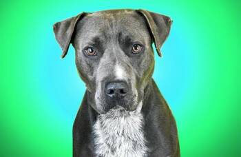 FAZIO -  American Staffordshire Terrier and Mixed Breed Dog for Adoption in Fort Lauderdale, Florida - FAZIO | PetCurious