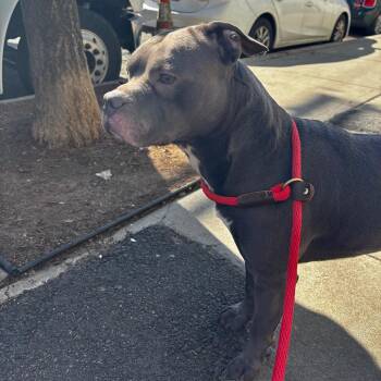 Pit Bull Terrier Dogs Available for Adoption in Newark, New Jersey - Wallace | PetCurious