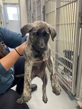 DIVINE* -  Labrador Retriever and Belgian Shepherd Malinois Dog for Adoption in Santa Cruz, California - DIVINE* | PetCurious