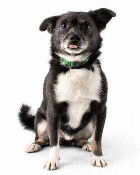 Blue -  Chihuahua Dog for Adoption in Plaquemine, Louisiana - Blue | PetCurious