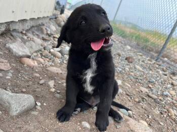 Pawn -  Australian Shepherd and Black Labrador Retriever Dog for Adoption in Republic, Washington - Pawn | PetCurious