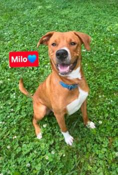 Milo -  Hound and Boxer Dog for Adoption in Clinton, Missouri - Milo | PetCurious