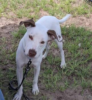 PEPA -  Pointer and Mixed Breed Dog for Adoption in Ocala, Florida - PEPA | PetCurious
