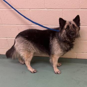 Mixed Breed Dogs Available for Adoption in Memphis, Tennessee - Fluffers | PetCurious