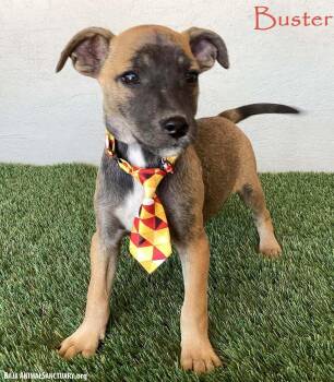 Rescue Jack Russell Terrier Dogs for Adoption in San Diego, California - Buster | PetCurious
