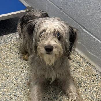Charlotte -  Mixed Breed Dog for Adoption in Livingston, Texas - Charlotte | PetCurious