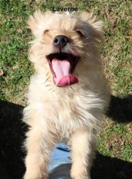 Schlemiel : Laverne (Callie) -  Cairn Terrier and Poodle Dog for Adoption in Aurora, Indiana - Schlemiel : Laverne (Callie) | PetCurious