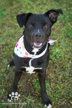 Labrador Retriever and Pit Bull Terrier Dogs Available for Adoption in Claremore, Oklahoma - LUCKY | PetCurious