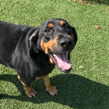 Gurt -  Hound Dog for Adoption in Chattanooga, Tennessee - Gurt | PetCurious