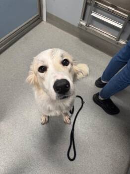 Bunny -  Anatolian Shepherd and Great Pyrenees Dog for Adoption in Bloomington, Indiana - Bunny | PetCurious
