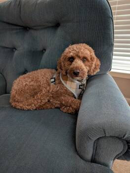 Ginger -  Miniature Poodle and Golden Retriever Dog for Adoption in Williamsburg, Virginia - Ginger | PetCurious