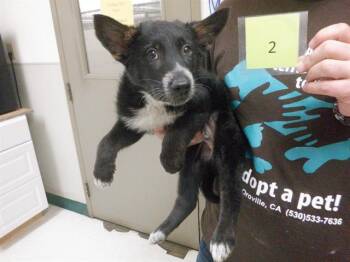 Belgian Shepherd Malinois and Mixed Breed Dogs Available for Adoption in Oroville, California - JUSTIN | PetCurious