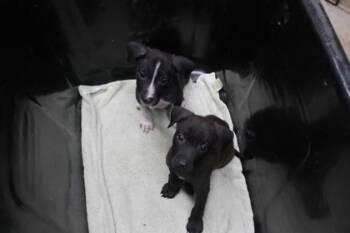 Rescue Labrador Retriever and Mixed Breed Dogs for Adoption in Picayune, Mississippi - 6022b | PetCurious