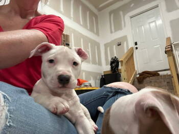 Rescue Shepherd and American Staffordshire Terrier Dogs for Adoption in Holly Springs, North Carolina - Lucky - Lucky Litter | PetCurious