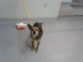 Chihuahua and Mixed Breed Dogs Available for Adoption in Pasadena, Texas - A185297 | PetCurious