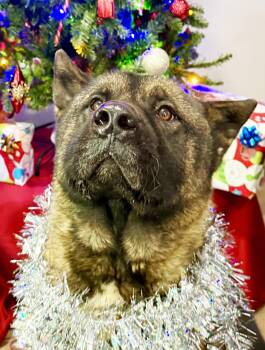 Ozzie -  Akita Dog for Adoption in Romoland, California - Ozzie | PetCurious