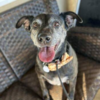 Rescue Australian Cattle Dog Blue Heeler Dogs for Adoption in Ramona, California - Tiger Thai | PetCurious