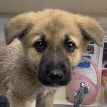 Anatolian Shepherd Dogs Available for Adoption - Coyote | PetCurious