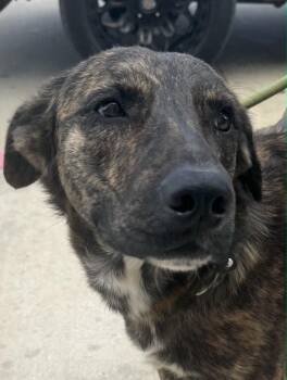 Blaze -  Mixed Breed Dog for Adoption in Livingston, Texas - Blaze | PetCurious