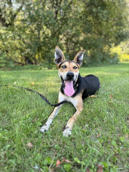 River -  Shepherd and Carolina Dog Dog for Adoption in Oriskany, New York - River | PetCurious