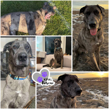 Rescue Great Dane and Mixed Breed Dogs for Adoption in Kenai, Alaska - Banana Frosty | PetCurious