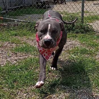 Bowie -  Mixed Breed Dog for Adoption in West Olive, Michigan - Bowie | PetCurious