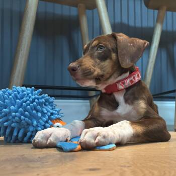 Maple -  Doberman Pinscher Dog for Adoption in Harlingen, Texas - Maple | PetCurious