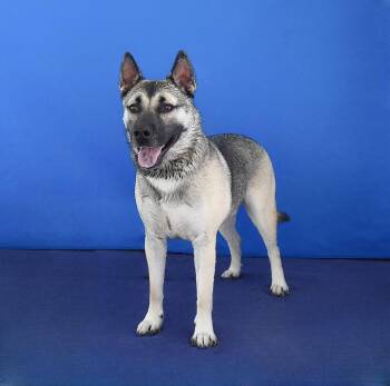 AXEL -  German Shepherd Dog and Husky Dog for Adoption in Pasadena, California - AXEL | PetCurious