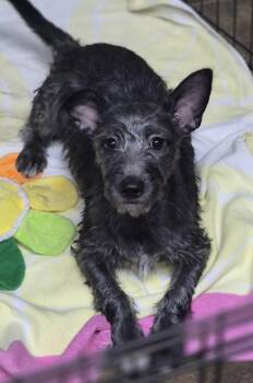 Alfie -  Maltese and Chihuahua Dog for Adoption in Los Angeles, California - Alfie | PetCurious