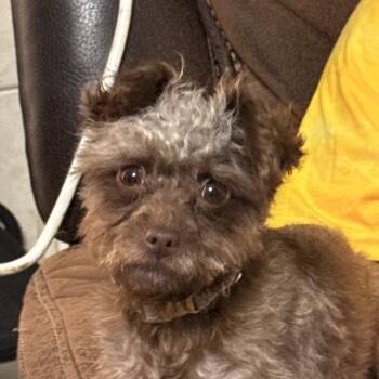 Nadia -  Yorkie Poo Dog for Adoption in Texarkana, Texas - Nadia | PetCurious
