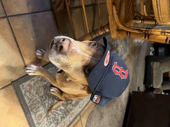 Rescue American Staffordshire Terrier Dogs for Adoption in Albuquerque, New Mexico - Sally | PetCurious