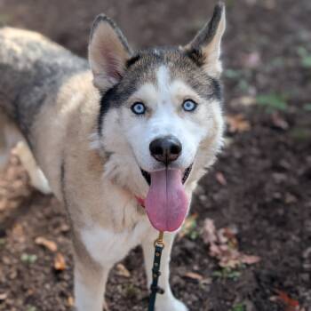 Rescue Siberian Husky Dogs for Adoption in Riverwoods, Illinois - Caspian | PetCurious