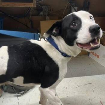 Hennessey -  Mixed Breed Dog for Adoption in Marble, North Carolina - Hennessey | PetCurious