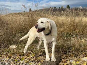 Rescue Golden Retriever Dogs for Adoption in Thayne, Wyoming - Tater | PetCurious