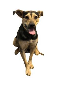 Rescue Hound Dogs for Adoption in Red Bluff, California - Elvis | PetCurious