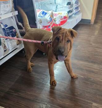 Shar Pei Dogs Available for Adoption - Louise | PetCurious