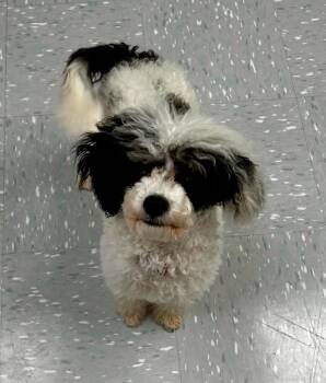 Zorro -  Poodle Dog for Adoption in New Philadelphia, Ohio - Zorro | PetCurious