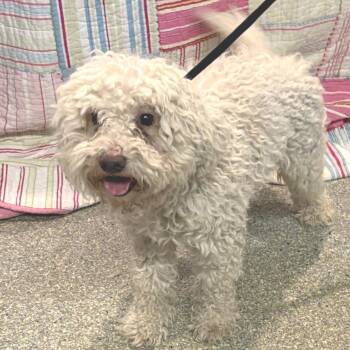 IVHS-Stray-142530 -  Miniature Poodle Dog for Adoption in San Gabriel, California - IVHS-Stray-142530 | PetCurious