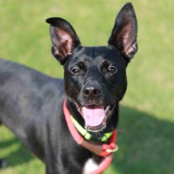 Nola -  Pit Bull Terrier and Mixed Breed Dog for Adoption in Atlanta, Georgia - Nola | PetCurious