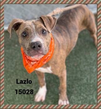 Rescue American Bully and Pit Bull Terrier Dogs for Adoption in Marietta, Georgia - LAZLO See Also KORRA | PetCurious