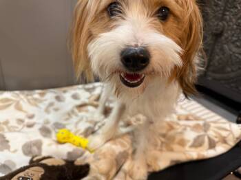 Rescue Mixed Breed Dogs for Adoption in Markham, Ontario - Quinn | PetCurious