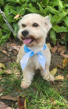 Yorkshire Terrier Dogs Available for Adoption in Virginia Beach, Virginia - Levi  | PetCurious
