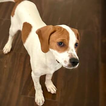 Beagle Dogs Available for Adoption in Las Vegas, Nevada - Whiskey | PetCurious
