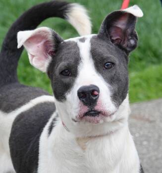 Terrier Dogs Available for Adoption - Birch | PetCurious