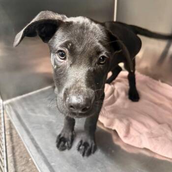 Denver -  Black Labrador Retriever and German Shepherd Dog Dog for Adoption in Homewood, Illinois - Denver | PetCurious